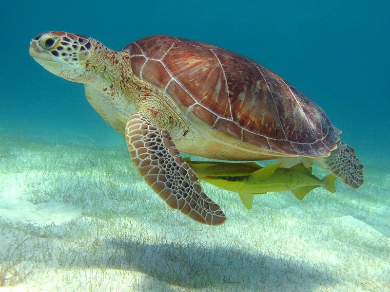 Top 10 Most Popular Cancun Tours & Attractions in 2025/2026